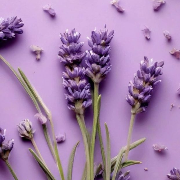 Lavanda